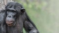 Portrait of laughing and smiling Chimpanzee