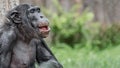 Portrait of laughing and smiling Chimpanzee