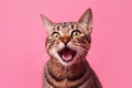 Portrait of a laughing tabby cat on pink background, front view close-up. Royalty Free Stock Photo