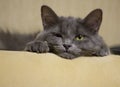 A portrait of a laying grey cat Royalty Free Stock Photo