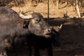 Portrait of lazy big black buffalo. Wildlife