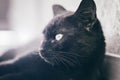 Black domestic cat lying down and resting on the floor, side view. Royalty Free Stock Photo