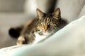 Portrait of a lazy cat with blur environment Royalty Free Stock Photo