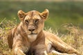 Portrait of a lazy lioness lying on savanna grass. beautiful green background Royalty Free Stock Photo