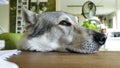 Portret of a lazy wolfdog lying in his chair watching television