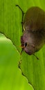 portrait of a leaf-eating beetle pest that has a rough and unique brown pattern