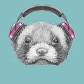 Portrait of Least Weasel with headphones.