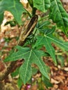 portrait of leaves thrives in the rainy season