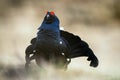 Portrait of a lekking black grouse (Tetrao tetrix) Royalty Free Stock Photo