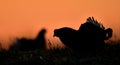 Portrait of a lekking black grouse (Tetrao tetrix) Royalty Free Stock Photo