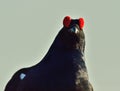 Portrait of a lekking black grouse (Tetrao tetrix) Royalty Free Stock Photo