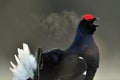 Portrait of a lekking black grouse (Tetrao tetrix) with steam breath. Royalty Free Stock Photo