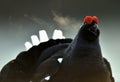 Portrait of a lekking black grouse (Tetrao tetrix) with steam breath. Royalty Free Stock Photo
