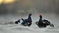 Portrait of a lekking black grouse (Tetrao tetrix) with steam breath. Royalty Free Stock Photo