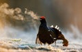 Portrait of a lekking black grouse (Tetrao tetrix) with steam breath. Royalty Free Stock Photo