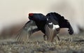 Portrait of a lekking black grouses (Tetrao tetrix) Royalty Free Stock Photo