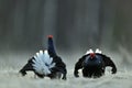 Portrait of a lekking black grouses (Tetrao tetrix) Royalty Free Stock Photo