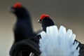 Portrait of a lekking black grouses (Tetrao tetrix) Royalty Free Stock Photo