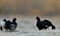 Portrait of a lekking black grouses (Tetrao tetrix) Royalty Free Stock Photo