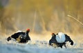 Portrait of a lekking black grouses (Tetrao tetrix) Royalty Free Stock Photo