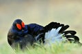 Portrait of a lekking black grouses (Tetrao tetrix). Royalty Free Stock Photo