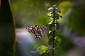 Portrait of the Lemon butterfly, lime swallowtail and chequered swallowtail