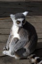 Portrait of Lemur Royalty Free Stock Photo