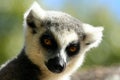 Portrait of a lemur
