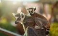 Portrait of lemur with cub Royalty Free Stock Photo