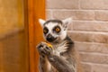 portrait of a lemur while eating