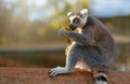 Portrait of lemur eating Royalty Free Stock Photo