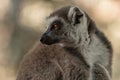 Lemur from the island of Madagascar Royalty Free Stock Photo