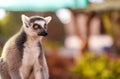 Portrait of lemur Royalty Free Stock Photo