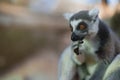 Portrait of lemur Royalty Free Stock Photo