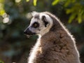 Portrait of Lemur profile