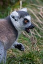 Portrait of a Lemur