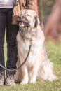 Leonberger dog living in belgium