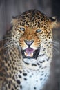 Portrait Leopard Royalty Free Stock Photo