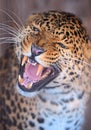 Portrait Leopard Royalty Free Stock Photo