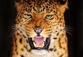 Portrait Leopard Royalty Free Stock Photo