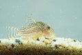 Portrait of a Leopard Corydoras Royalty Free Stock Photo