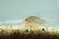 Portrait of a Leopard Corydoras Royalty Free Stock Photo