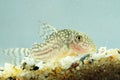 Portrait of a Leopard Corydoras Royalty Free Stock Photo