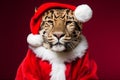 Portrait of a Leopard Dressed in a Red Santa Claus Costume in Studio with Colorful Background