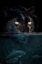 Portrait leopard half in the water. Underwater world with fish and bubbles Royalty Free Stock Photo