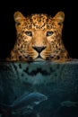 Portrait leopard half in the water. Underwater world with fish and bubbles Royalty Free Stock Photo