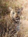 Portrait of a leopard in its natural habitat in Kruger National Park Royalty Free Stock Photo