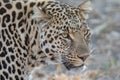 Portrait of A leopard Kruger National PArk