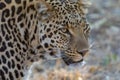 Portrait of A leopard Kruger National PArk