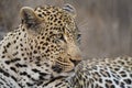 Portrait leopard lay down in at dusk to rest and relax